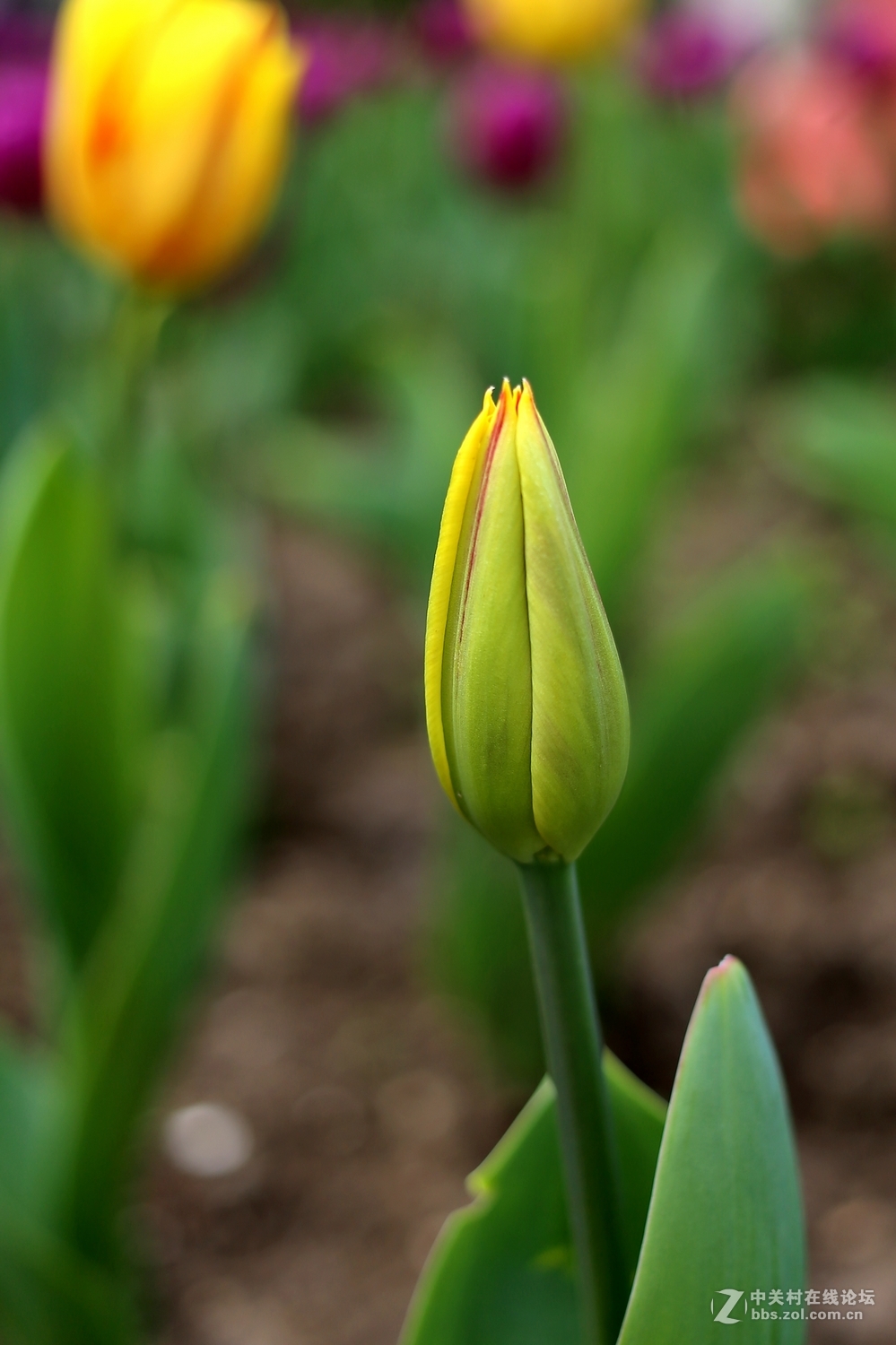 双胞胎用小饼干头阴天南园拍郁金香(EF 40mm f/2.8 )