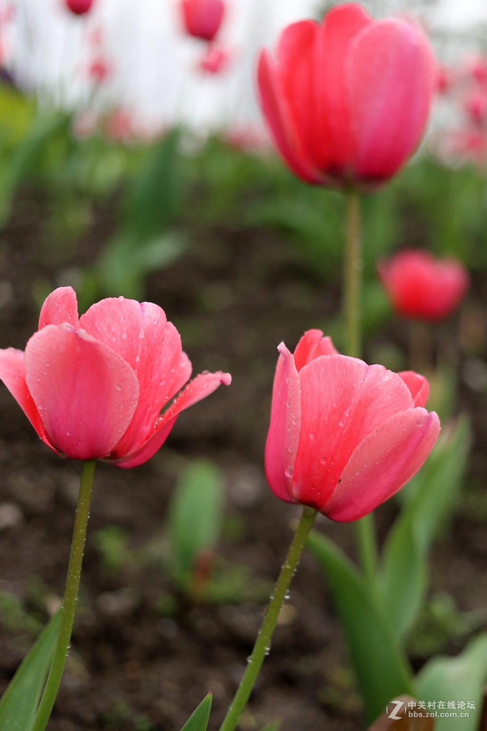 双胞胎用小饼干头阴天南园拍郁金香(EF 40mm f/2.8 )
