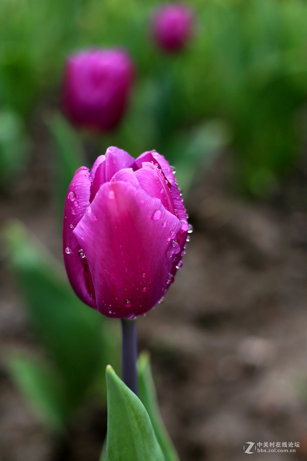 双胞胎用小饼干头阴天南园拍郁金香(EF 40mm f/2.8 )