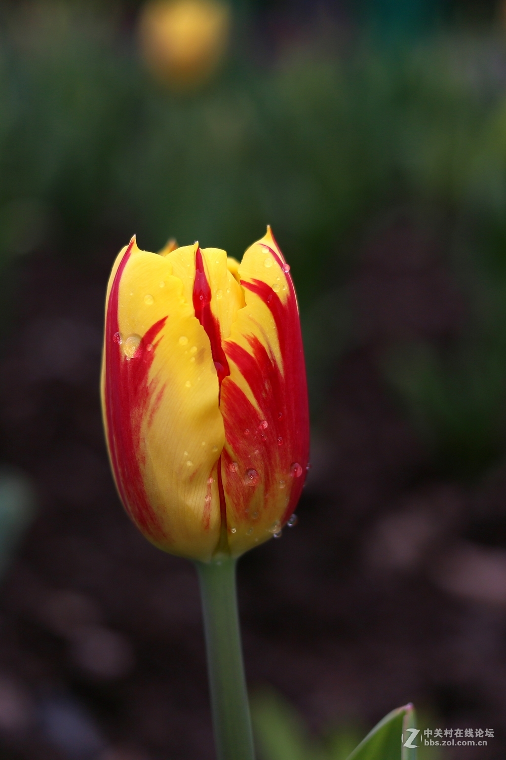 双胞胎用小饼干头阴天南园拍郁金香(EF 40mm f/2.8 )
