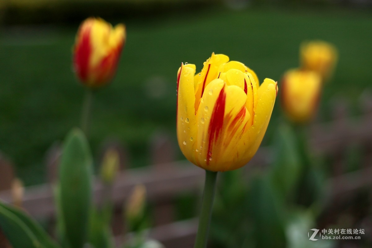 双胞胎用小饼干头阴天南园拍郁金香(EF 40mm f/2.8 )