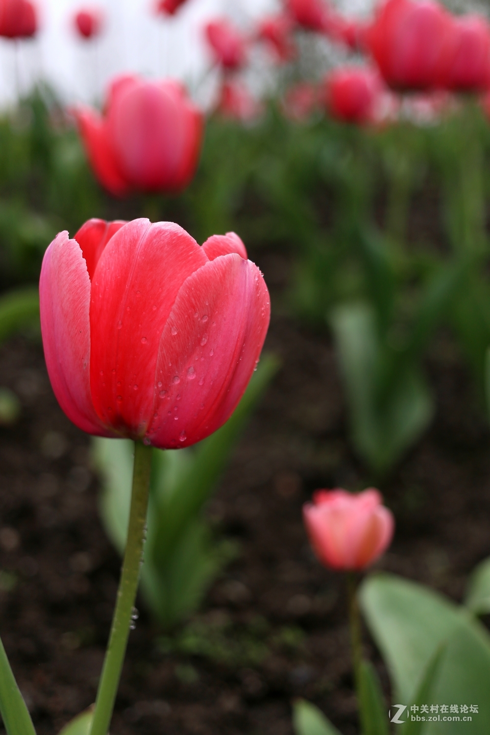 双胞胎用小饼干头阴天南园拍郁金香(EF 40mm f/2.8 )