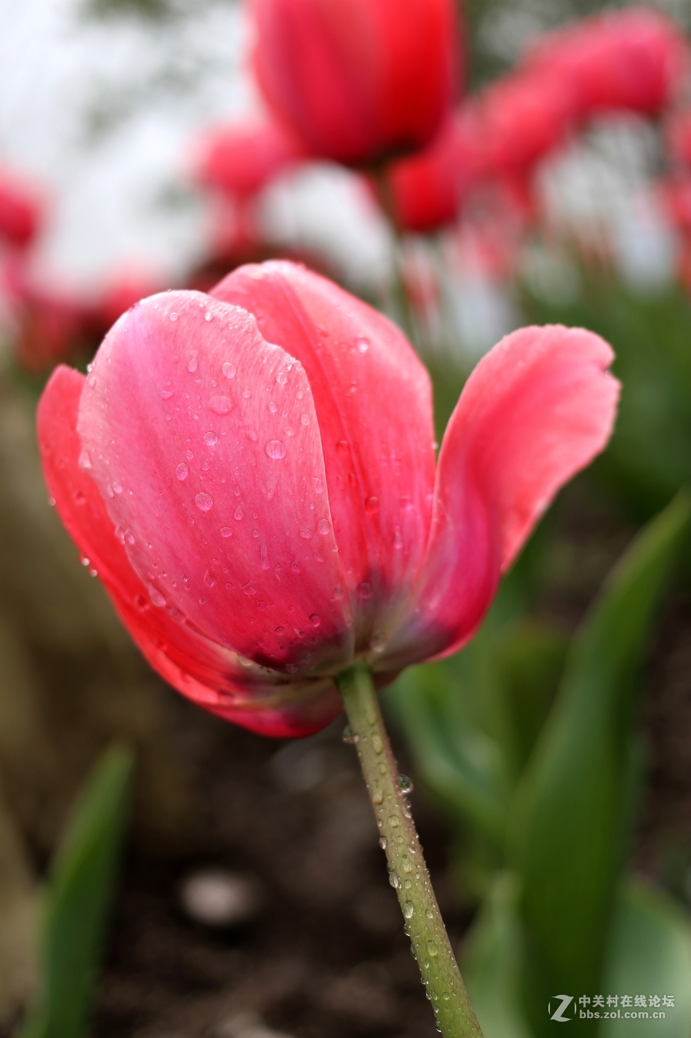 双胞胎用小饼干头阴天南园拍郁金香(EF 40mm f/2.8 )