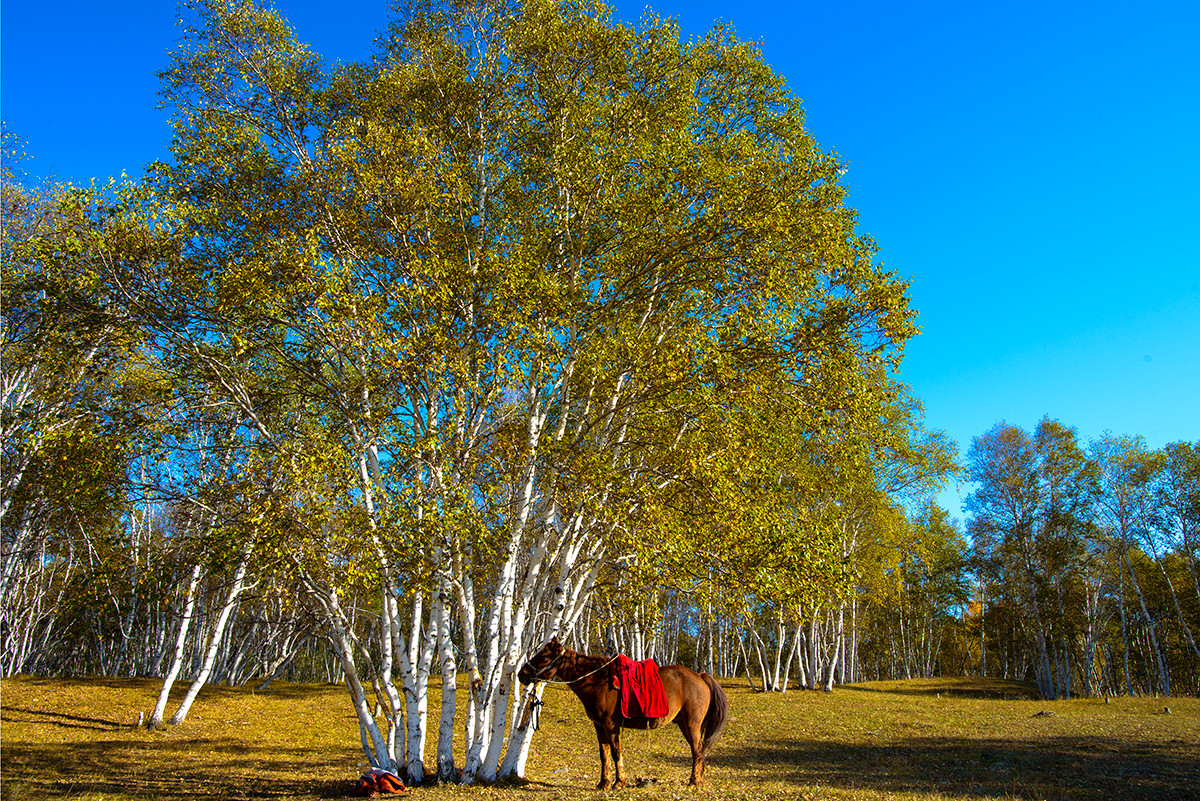 笑婆婆坝上行----蓝蓝的天上白云飘