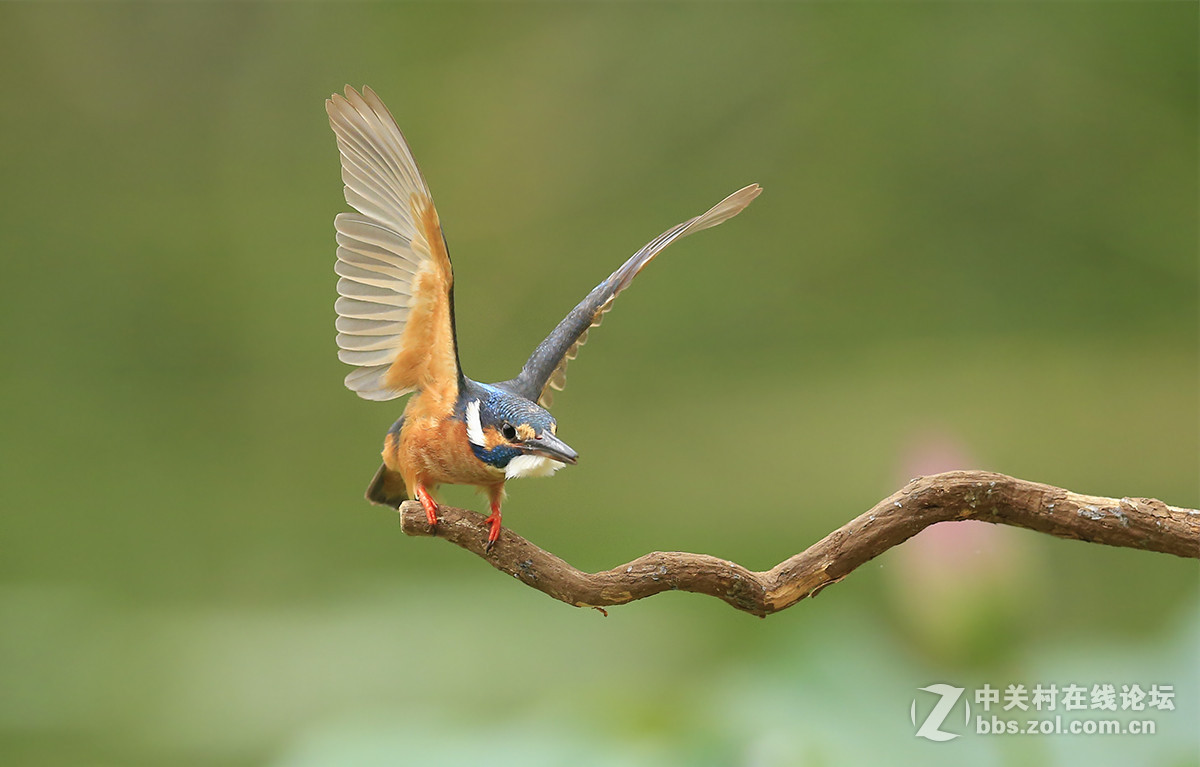 ----------小翠展翅----------
