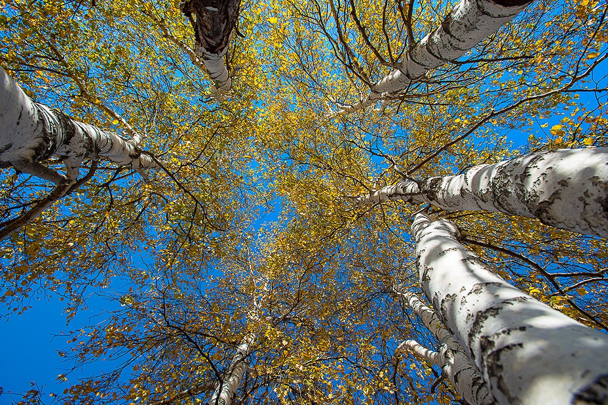 笑婆婆坝上行----蓝蓝的天上白云飘