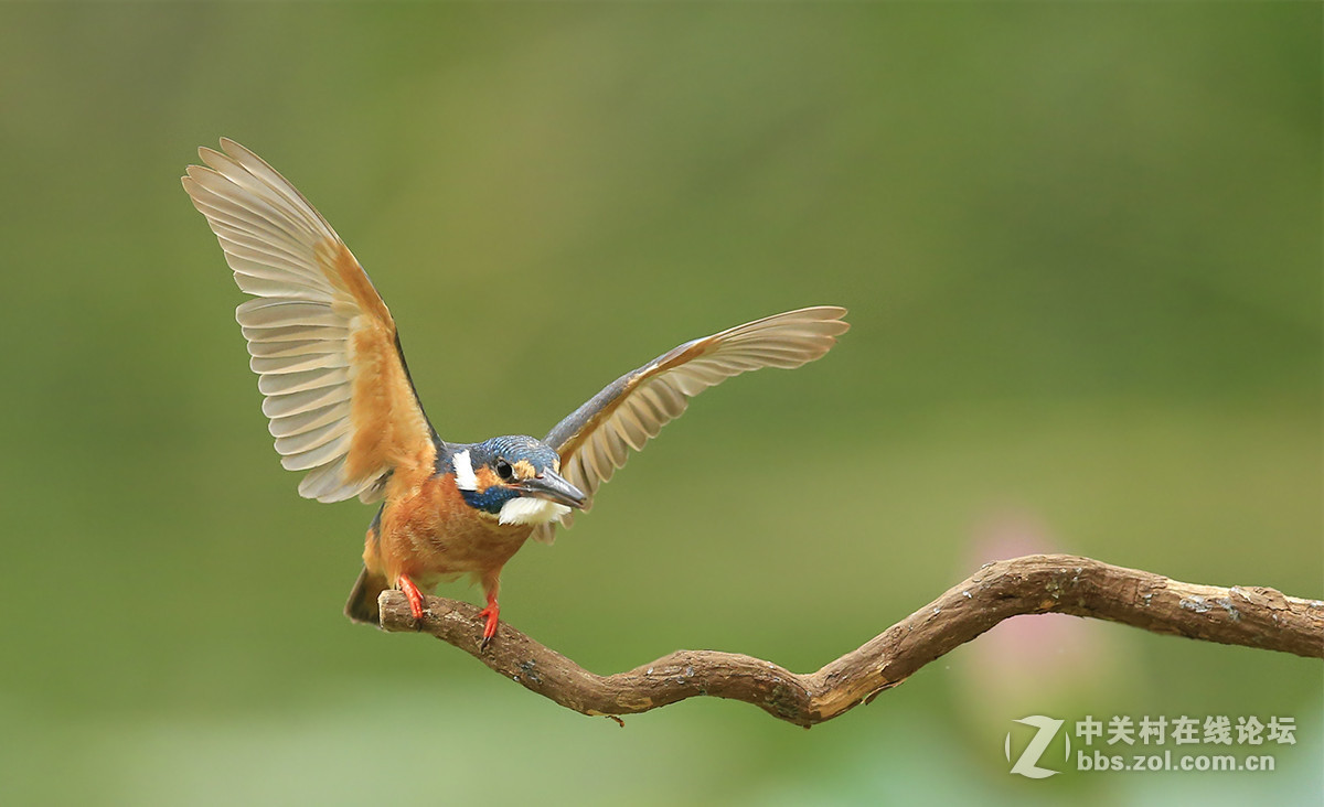 ----------小翠展翅----------