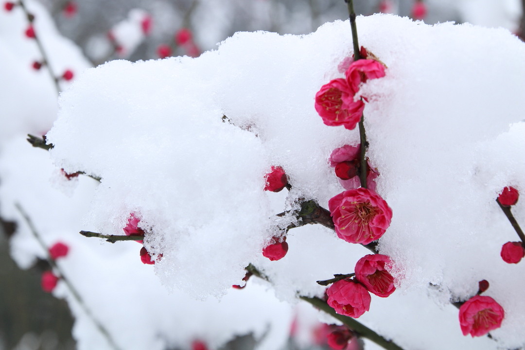 東湖梅園之寒梅傲雪