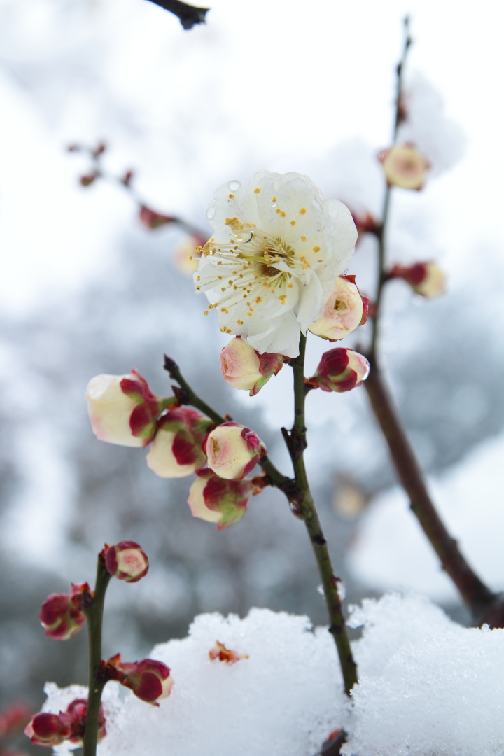 東湖梅園之寒梅傲雪-中關村在線攝影論壇