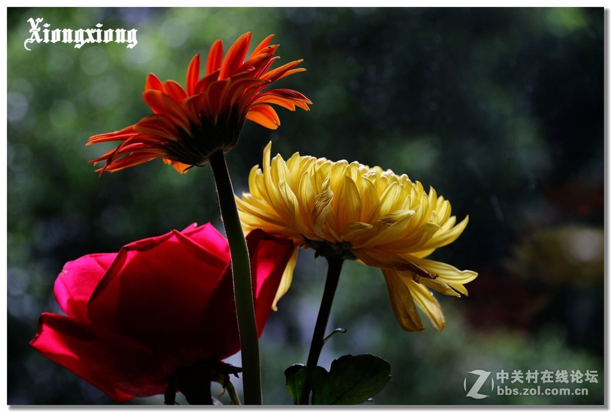 窗台下的挿花(二)逆光表现