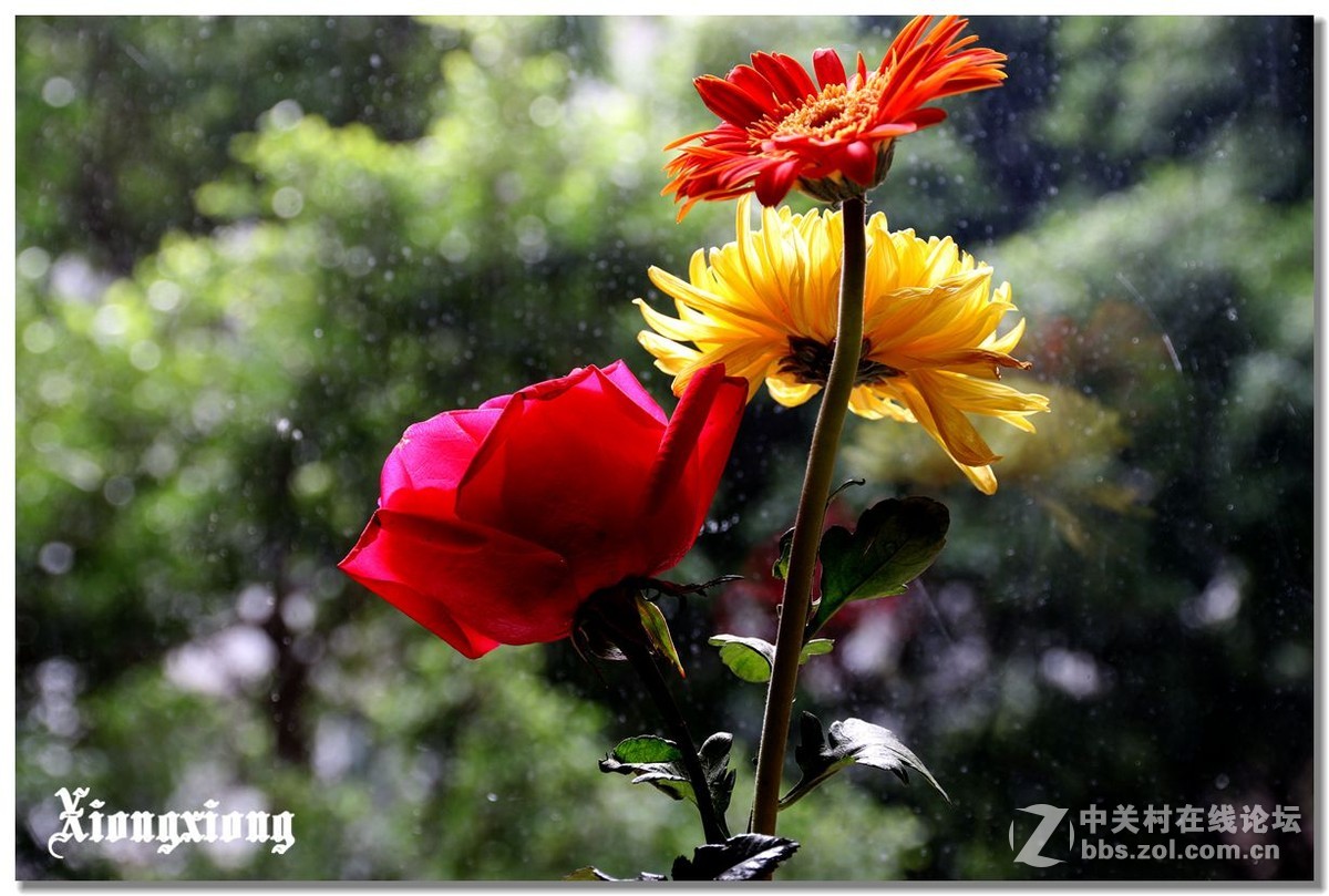 窗台下的挿花(二)逆光表现