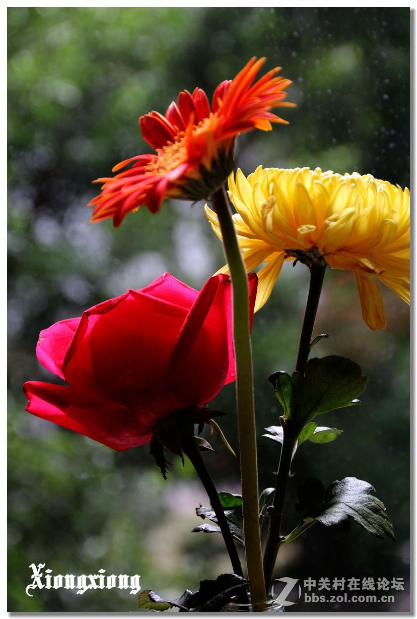 窗台下的挿花(二)逆光表现