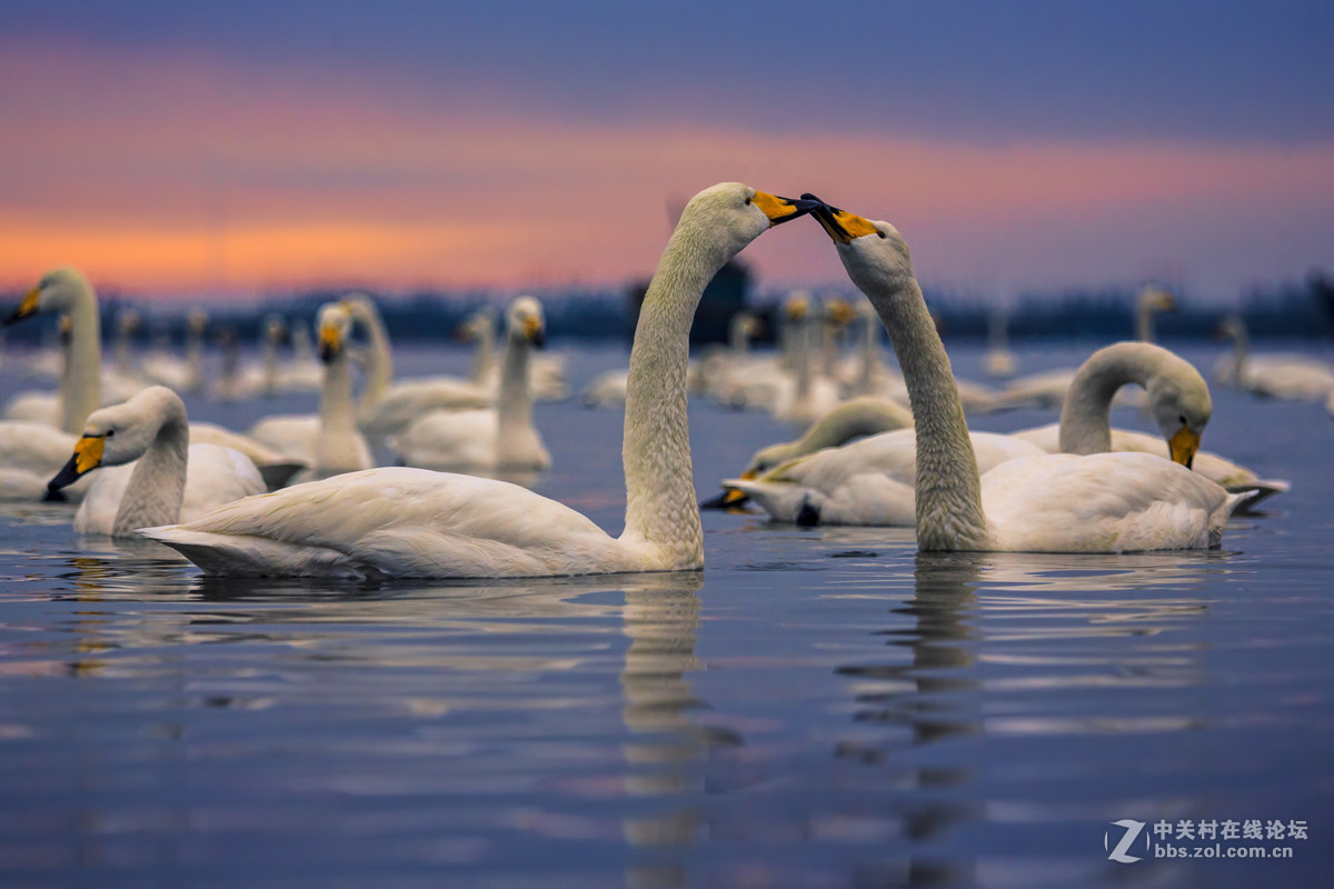 大年初一看天鹅