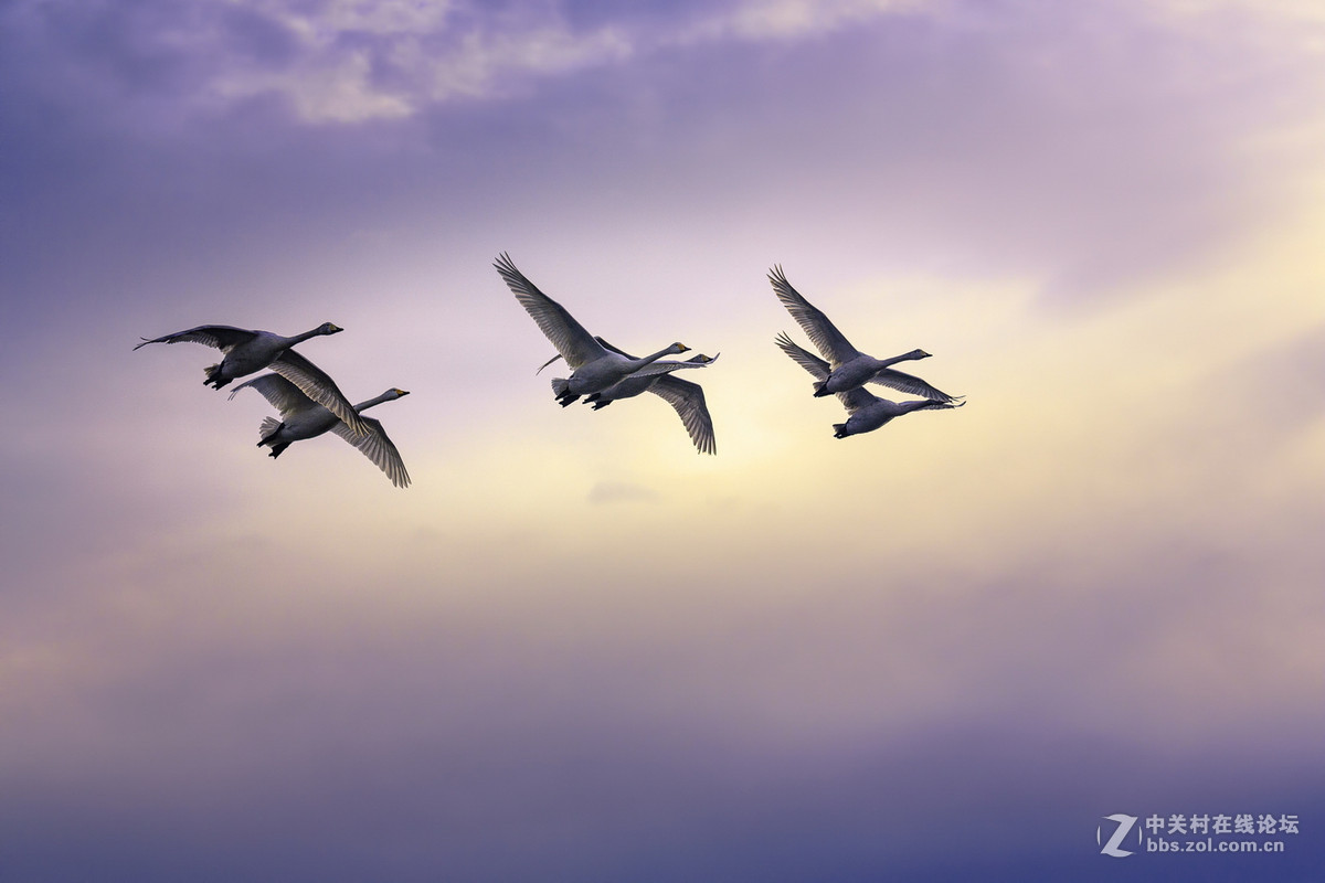 大年初一看天鹅
