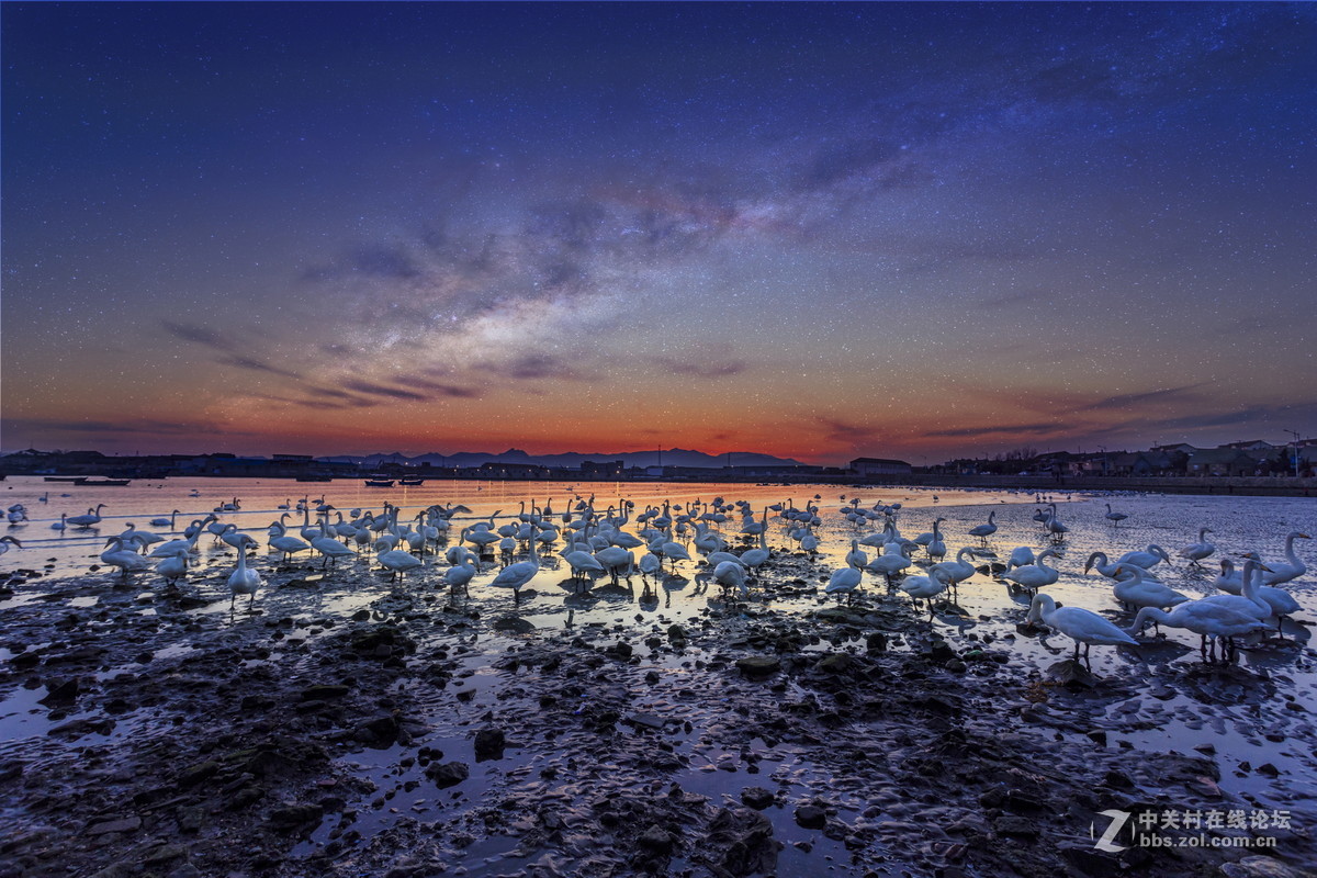 大年初一看天鹅