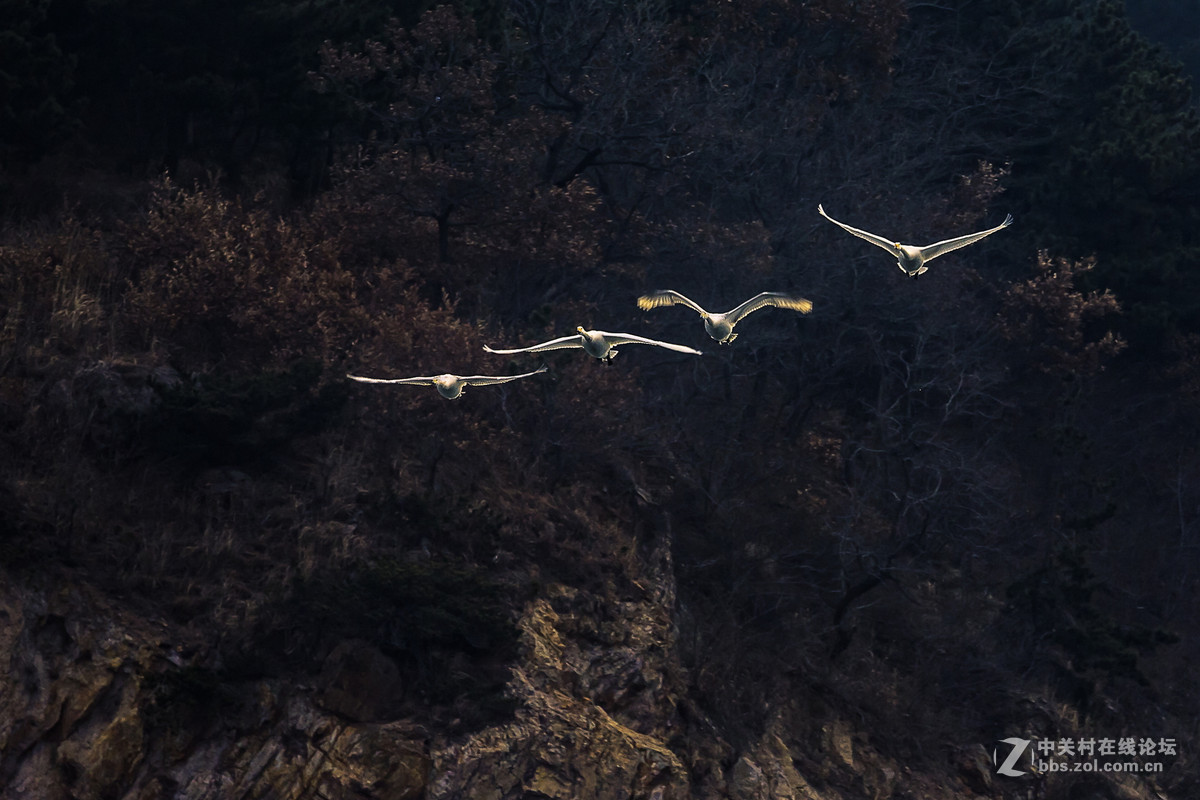 大年初一看天鹅