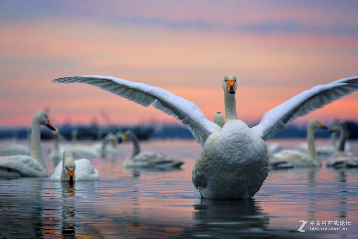 大年初一看天鹅