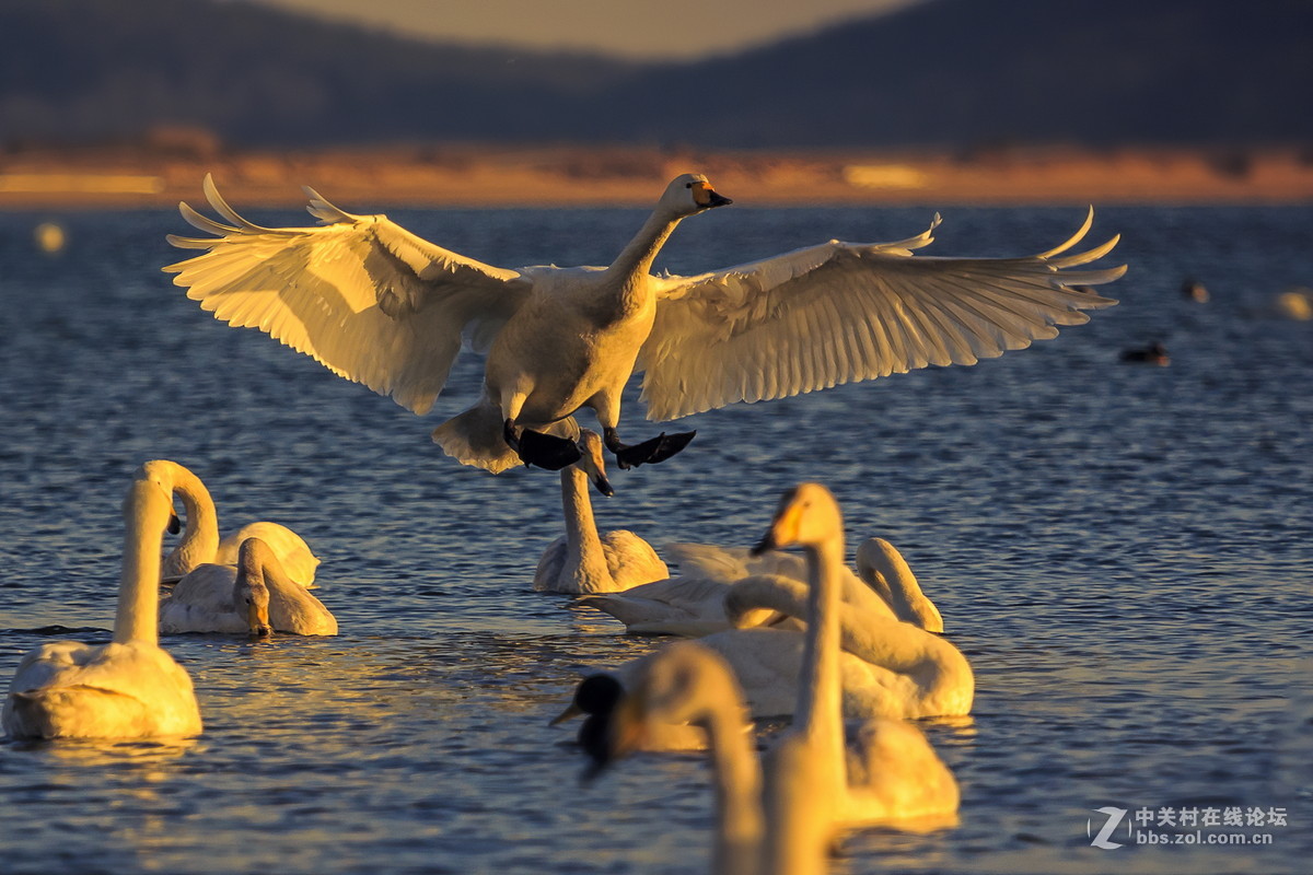 大年初一看天鹅