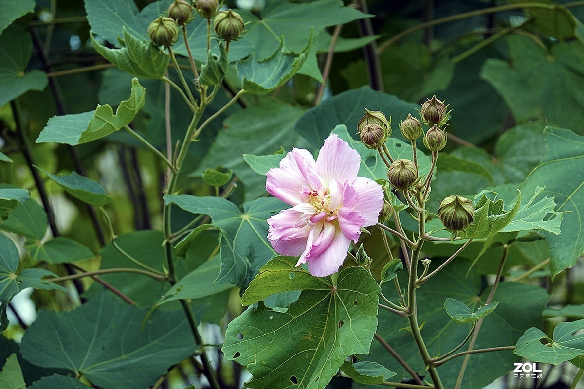 索尼RX100M6试机体验