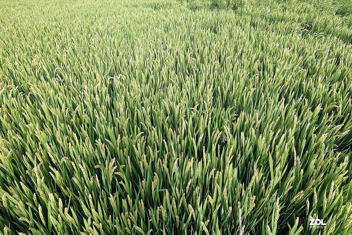 索尼RX100M6试机体验