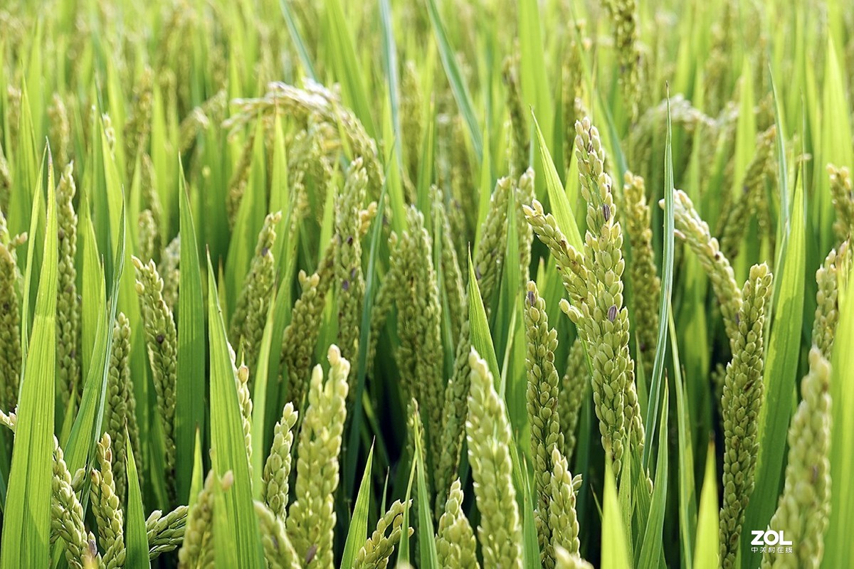 索尼RX100M6试机体验