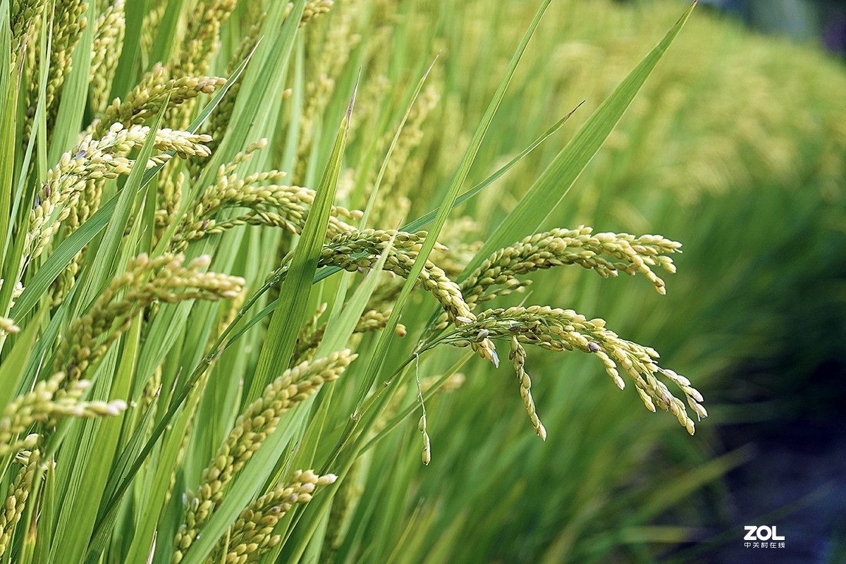 索尼RX100M6试机体验