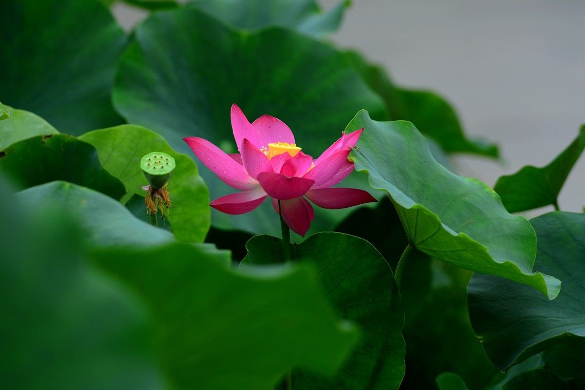 圆明园荷影——祝日照摄影星空(中国)成立一周年！