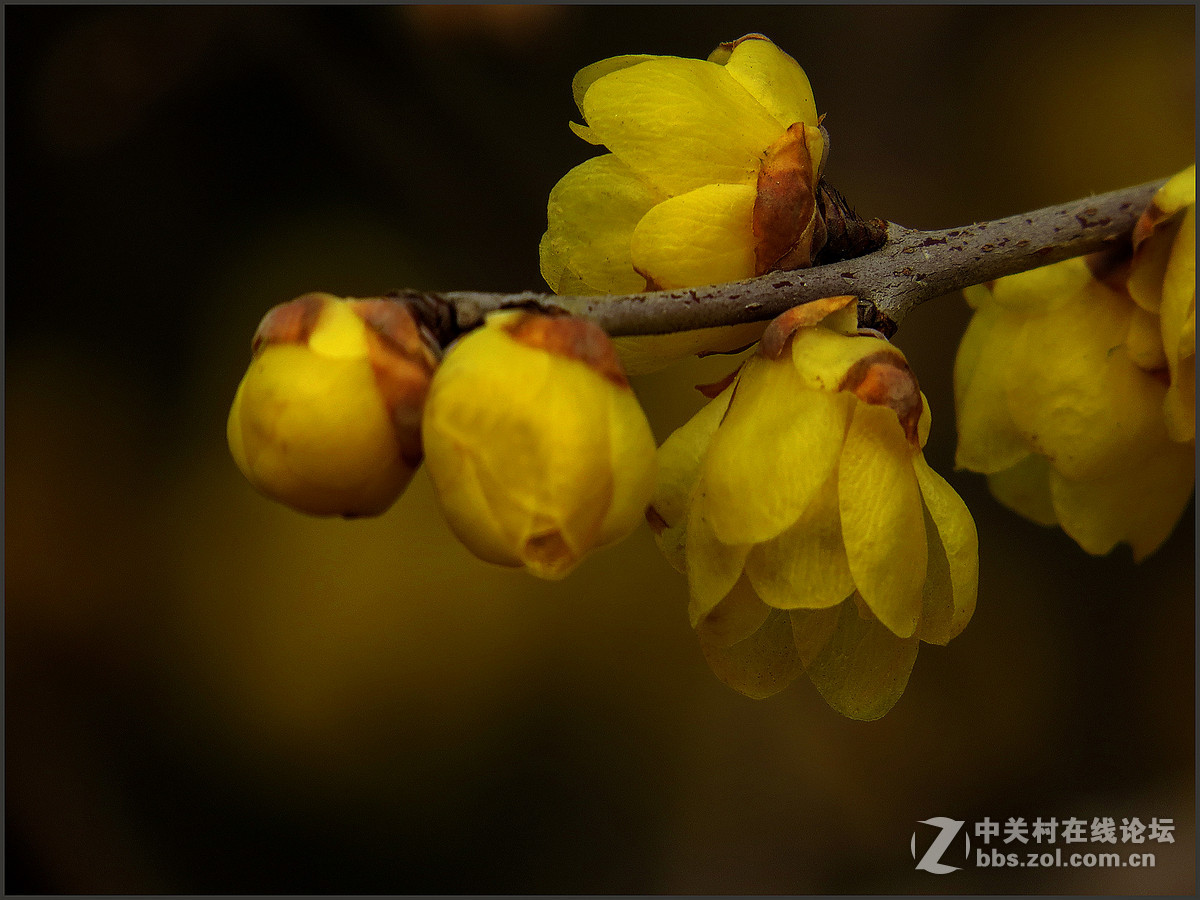 【腊梅迎新春】--贺年贴