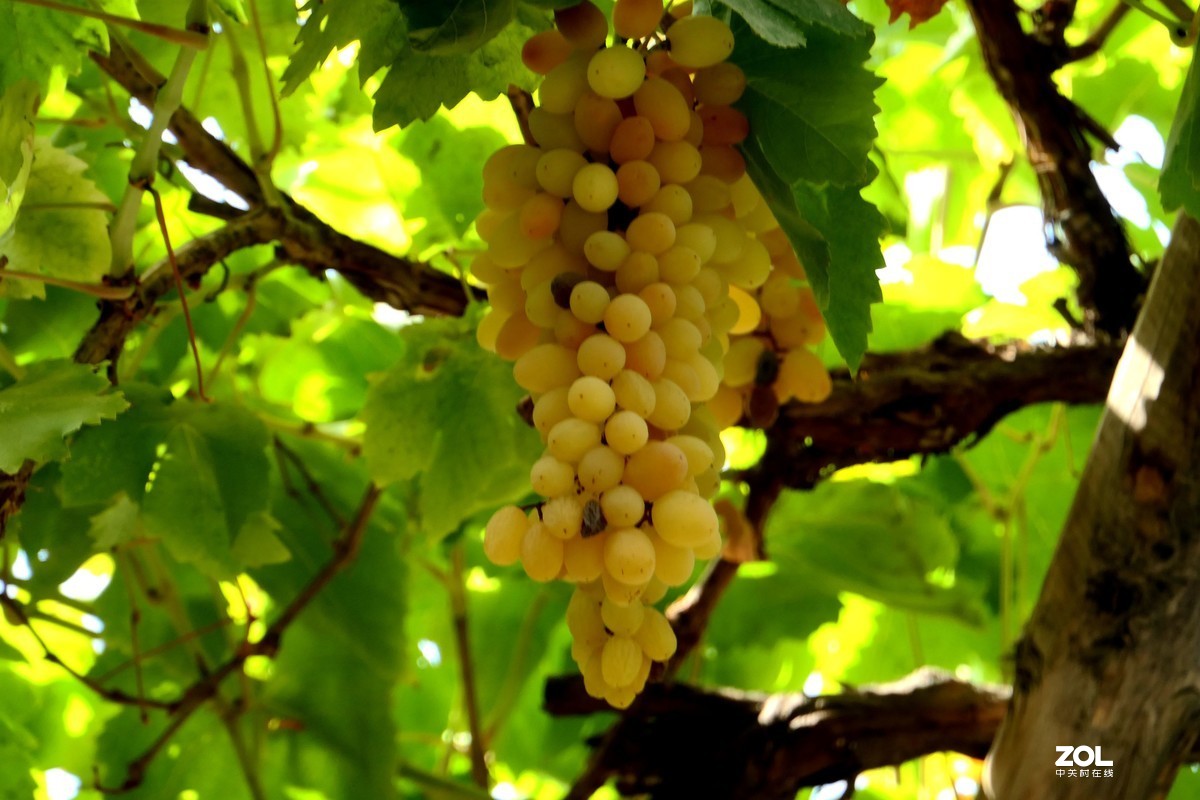 葡萄沟、一佰零三岁老爷爷拍照十元钱、多多、他乐了