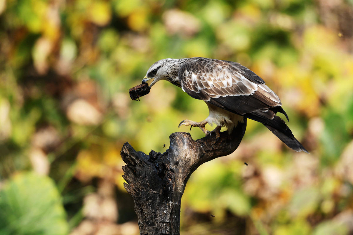 蜂鹰迎春，羊年奋进