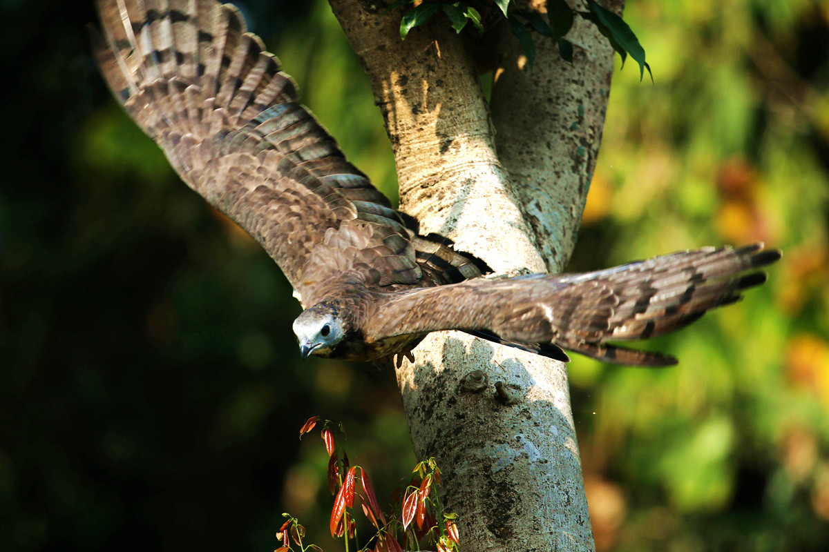 蜂鹰迎春，羊年奋进