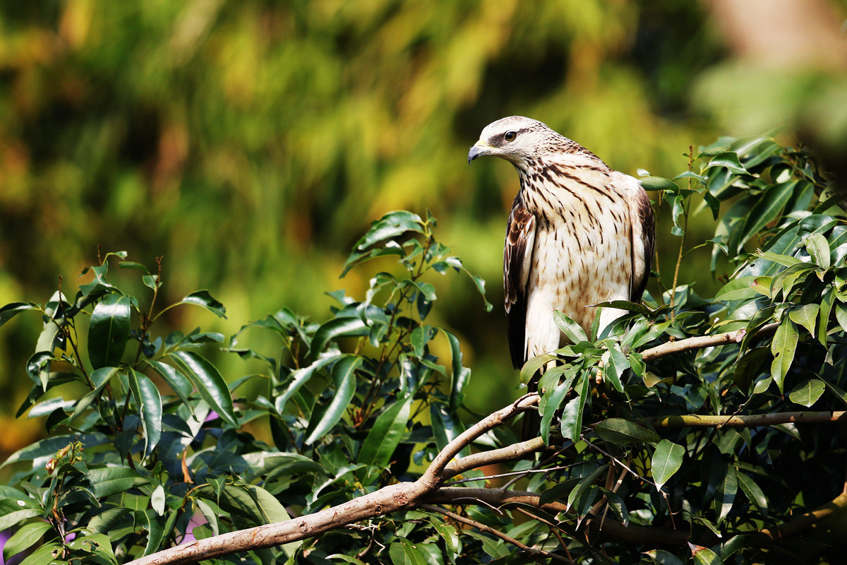 蜂鹰迎春，羊年奋进