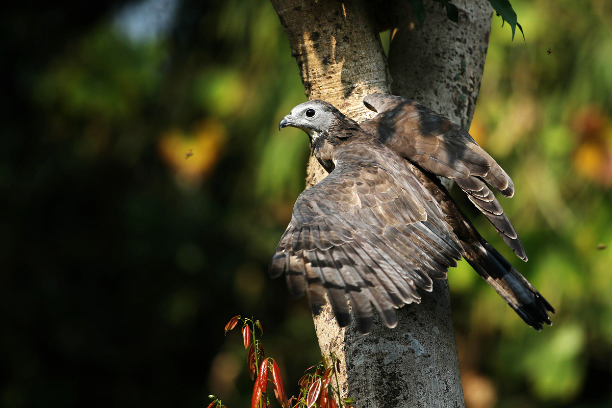 蜂鹰迎春，羊年奋进