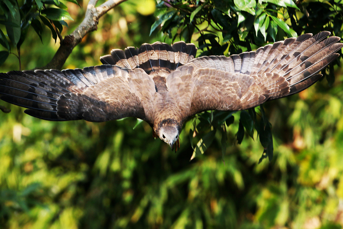 蜂鹰迎春，羊年奋进