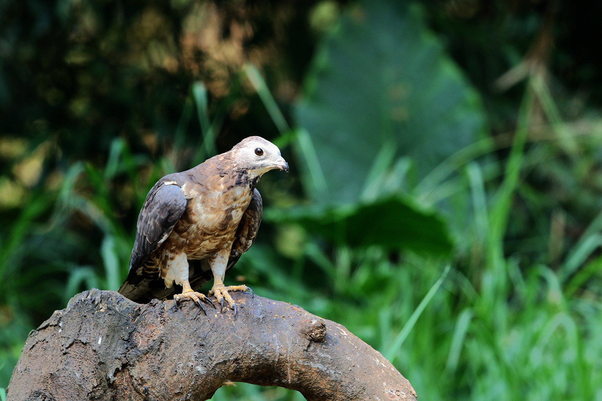 蜂鹰迎春，羊年奋进