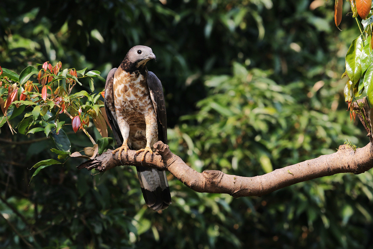 蜂鹰迎春，羊年奋进