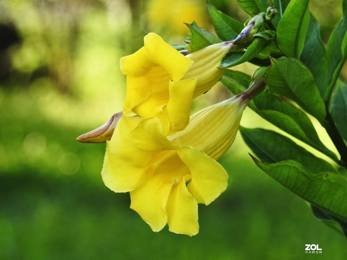 硬枝黄蝉花