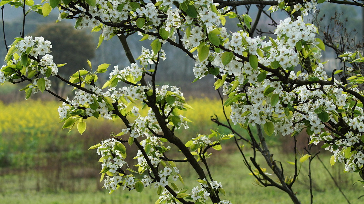 【春花烂漫】之十一梨花