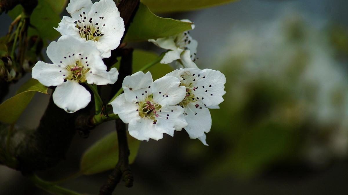 【春花烂漫】之十一梨花