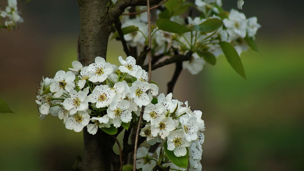 【春花烂漫】之十一梨花