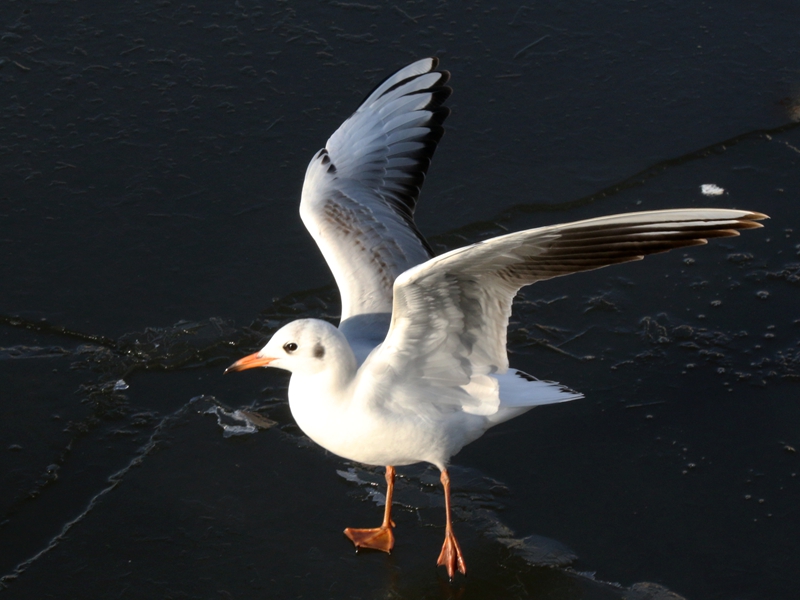 海洋馆随拍海鸥2