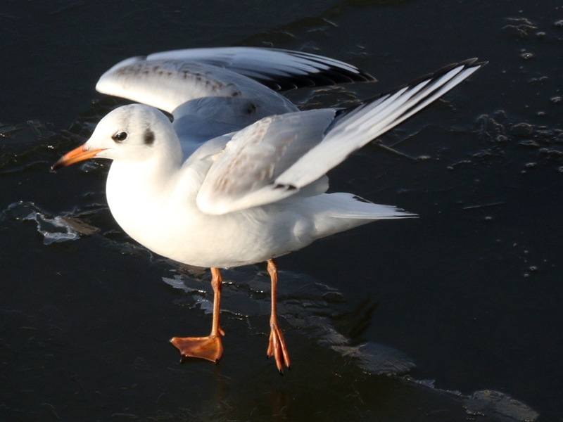 海洋馆随拍海鸥2