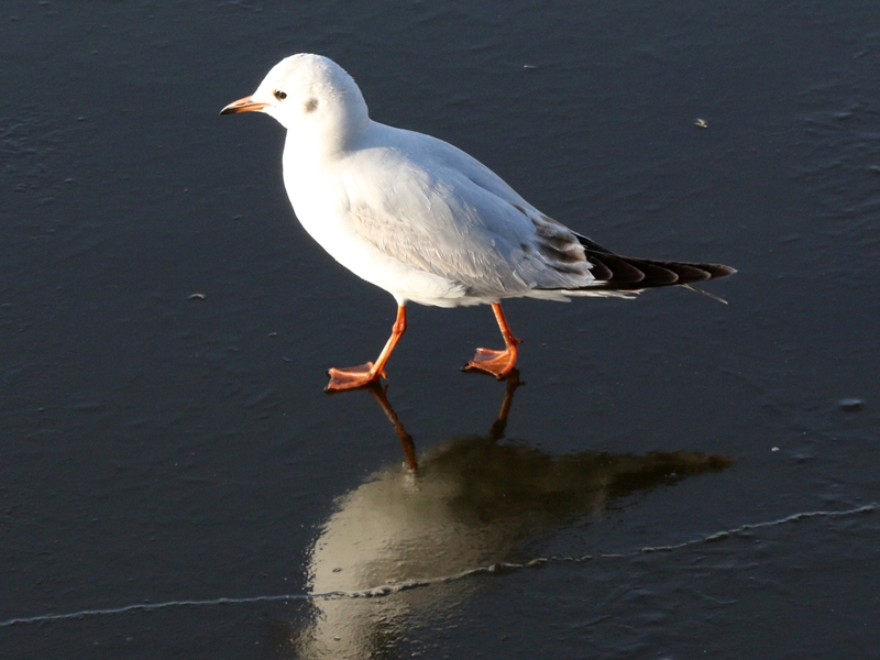 海洋馆随拍海鸥2
