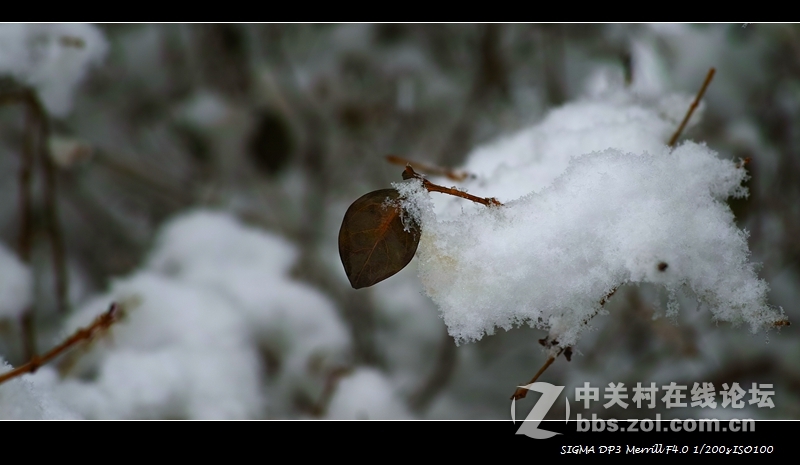 今天的雪2015 最大的