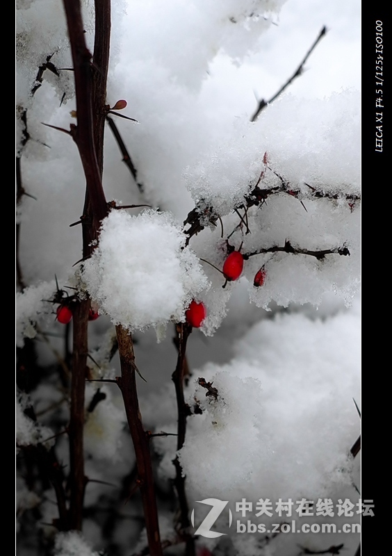 今天的雪2015 最大的
