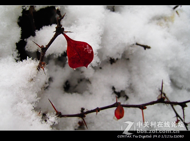 今天的雪2015 最大的