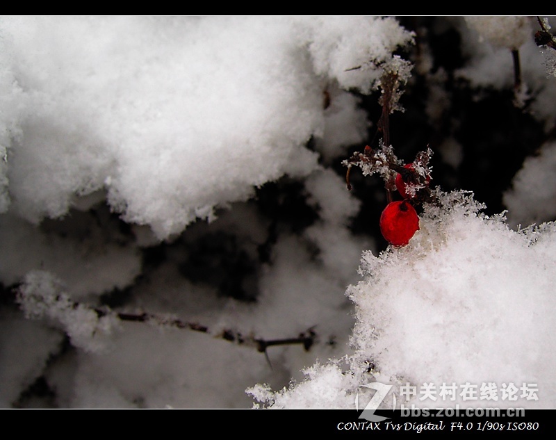 今天的雪2015 最大的