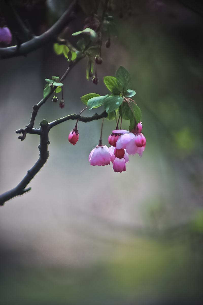 光影作业垂丝海棠花在电影镜头下的光影8p