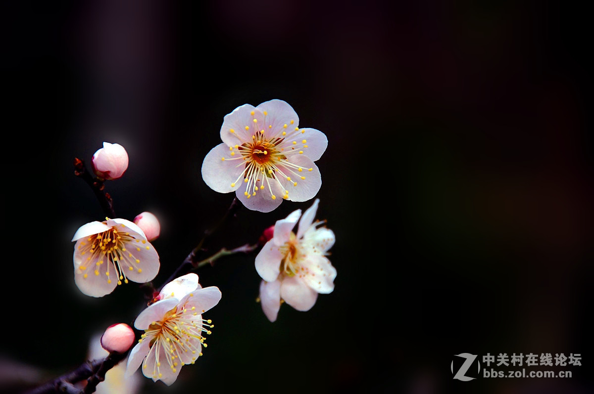 红梅庆春---一片丹心向阳开。