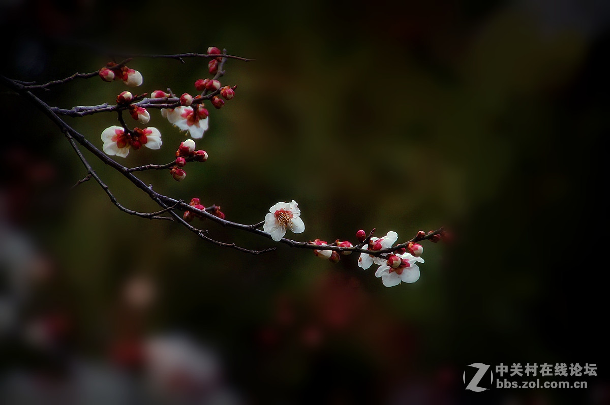 红梅庆春---一片丹心向阳开。